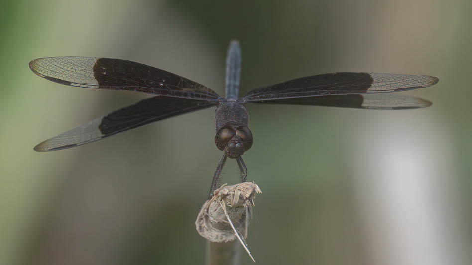 Erythrodiplax funerea (Black-winged Dragonlet) male-2.jpg